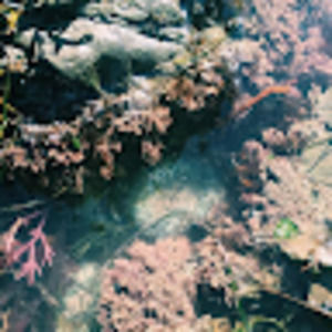 Meet your Posher, Peyton